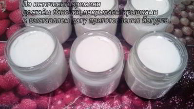 йогурт из закваски лактина