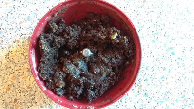 шоколадные конфеты брауни