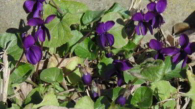 фиалковый торт-мусс с черникой весна в тулузе