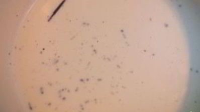 панна котта