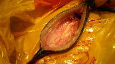 сибас с творожно-сырным суфле и семгой