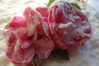 Торт-суфле Цветочное облако