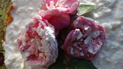 торт-суфле цветочное облако