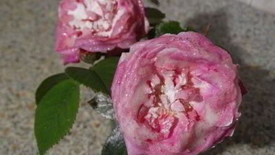 торт-суфле цветочное облако