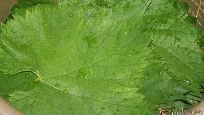 долма из молодых виноградных листьев с начинкой из смешанного фарша