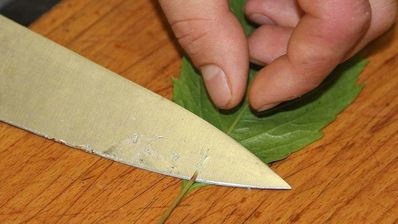 грузинская долма