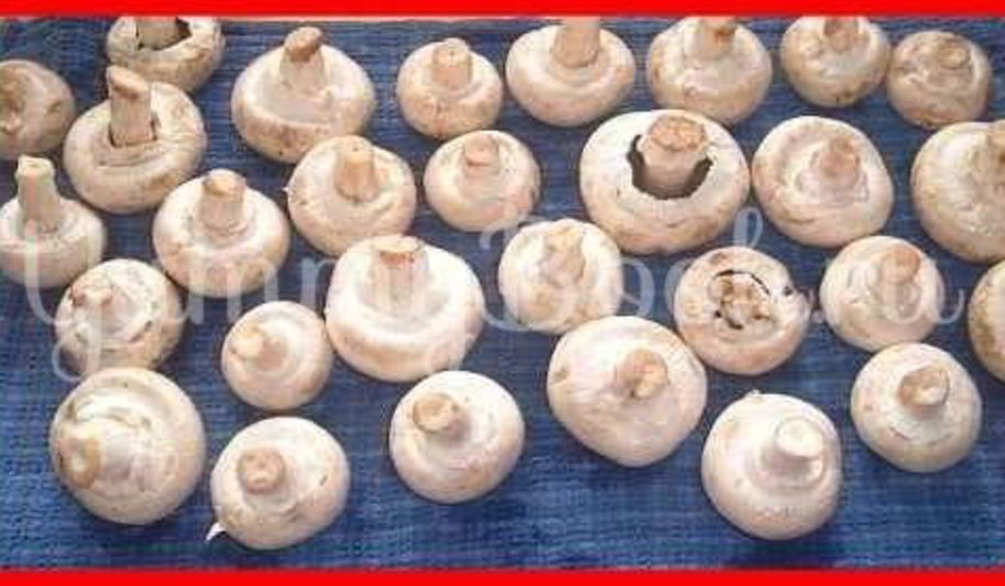 Рецепт шампиньонов фаршированных с беконом