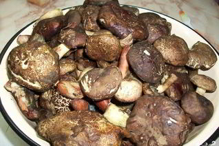 Тушеные моховики