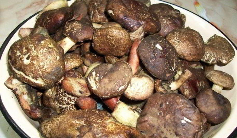 Рецепт тушеных моховиков