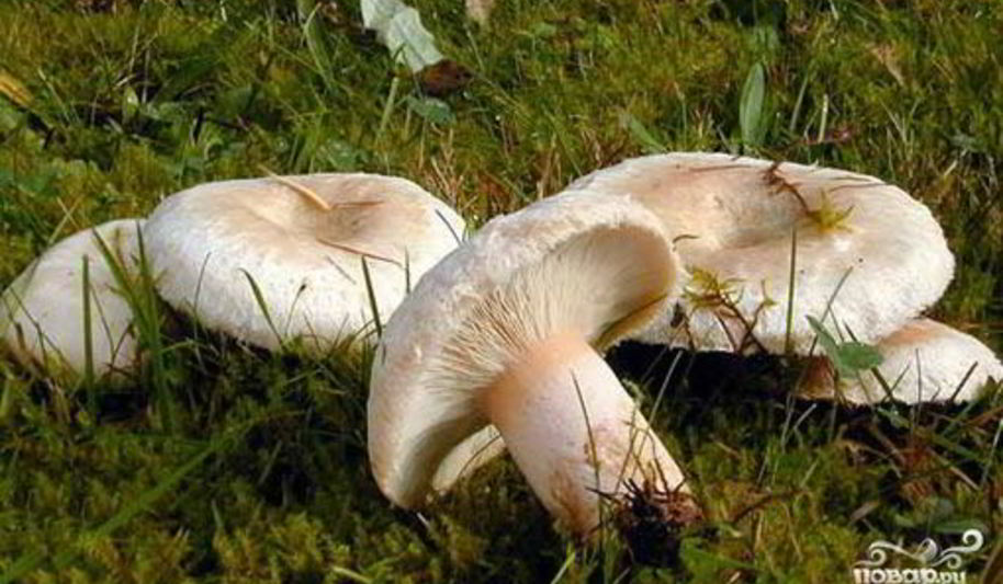 Рецепт тушеных волнушек