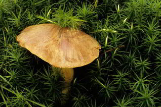 Вареные грибы моховики