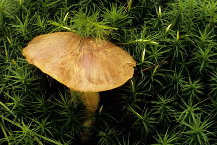 Вареные грибы моховики