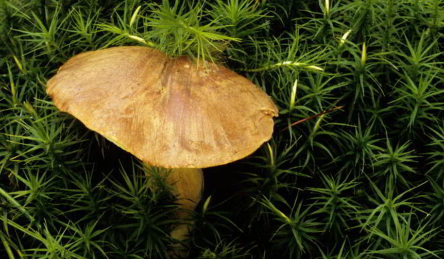 Рецепт вареных грибов моховики