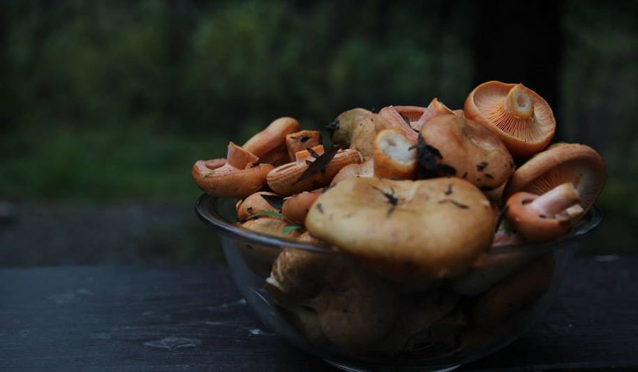 Рецепт жареных рыжиков