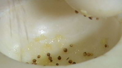 котлетки из индейки с цукини и мятой