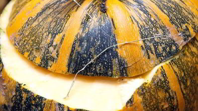 кролик в тыкве