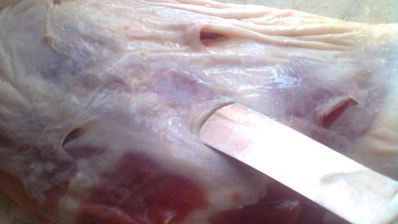 запеченная баранья нога