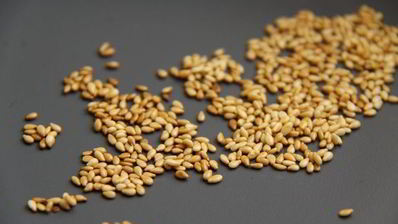 зеленая фасоль с тахини и креветками