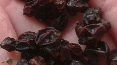 плов из курицы на здоровье