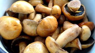 грибное рагу в горшочках