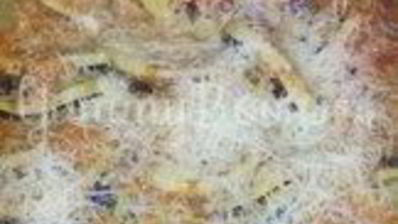 рататуй с пармезаном