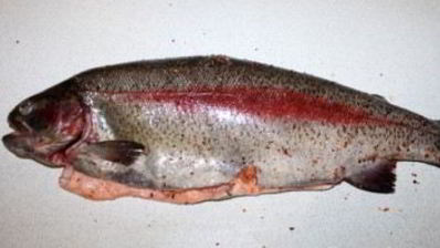 форель радужная в фольге