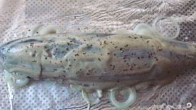 скумбрия в духовке с луком