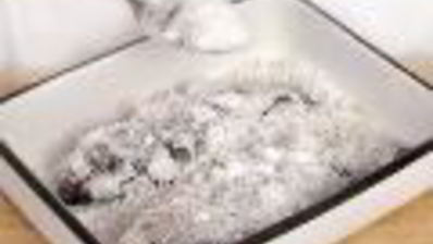 вяленая корюшка, мойва и подлещики