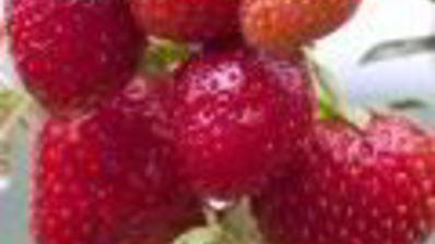 стейк паргит в соево-медовом соусе