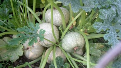 каша отыквенная