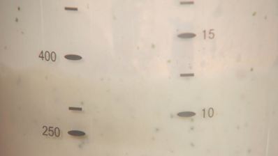 овсяная каша на мятном молоке