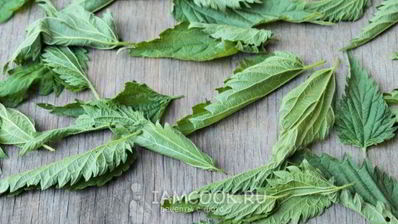 чай из крапивы