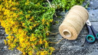 чай из зверобоя