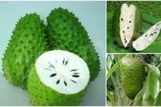 Чай с саусепом