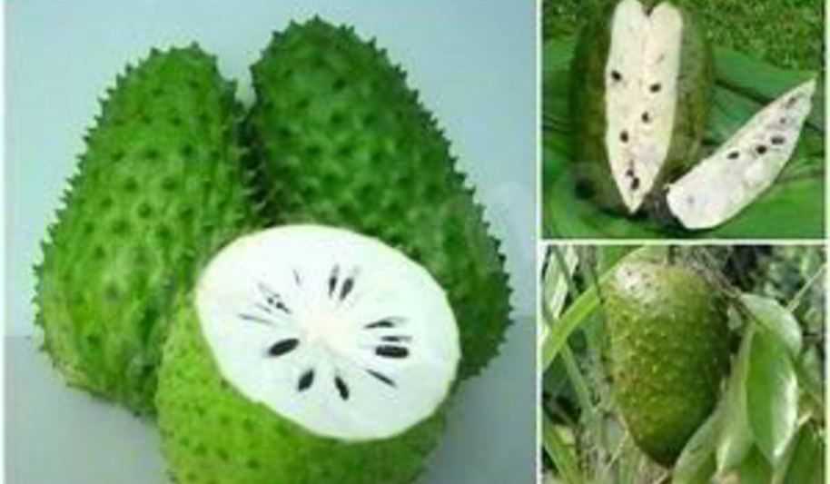 Рецепт чая с саусепом