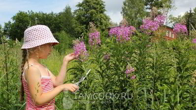 иван чай ферментированный крупнолистовой
