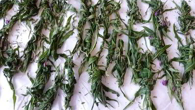 копорский чай с травами