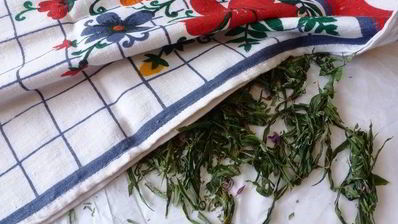 копорский чай с травами