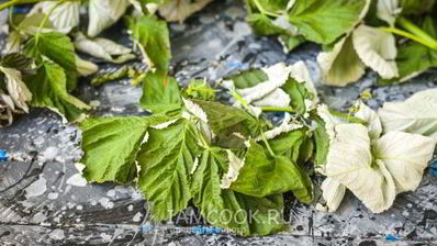 малиновый чай