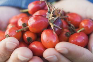 Домашнее вино из шиповника