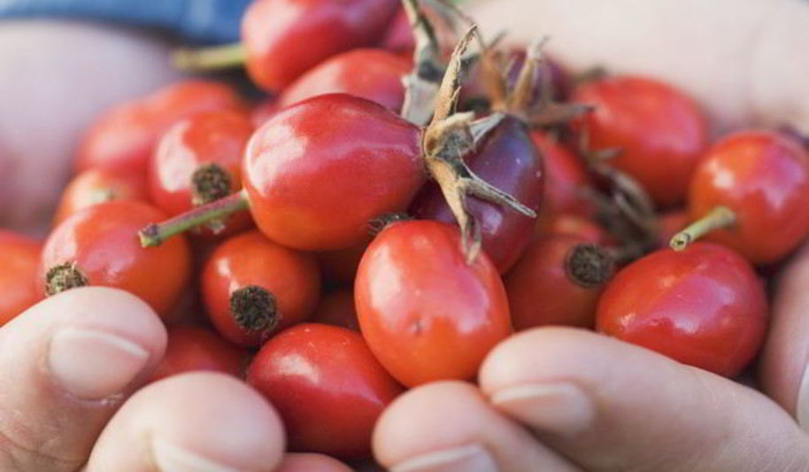 Рецепт домашнего вина из шиповника