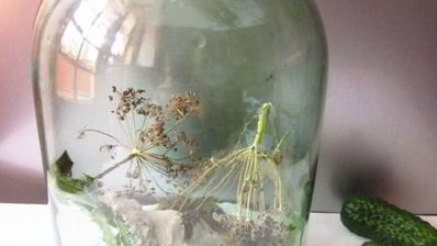 огурцы квашеные с водкой