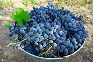 Виноградное вино