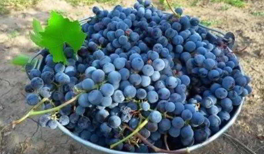 Рецепт виноградного вина