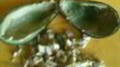 салат цезарь в лодочках из авокадо