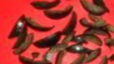 винегрет из испании