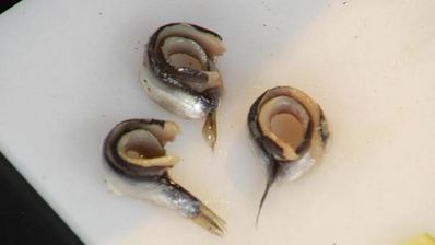 винегрет с килькой и медово-горчичным соусом