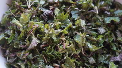 зеленый борщ с крапивой