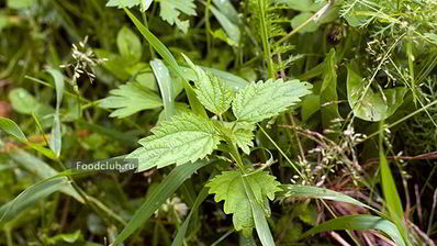 щавелевый суп