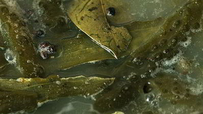 рыбная солянка